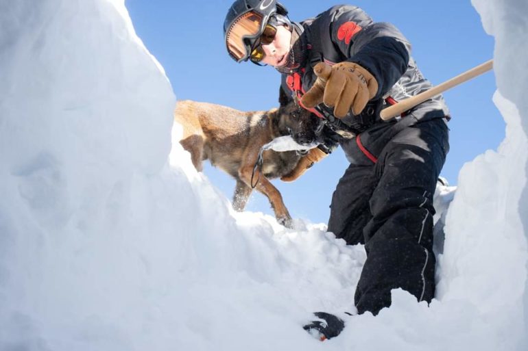 LE CHIEN D'AVALANCHE