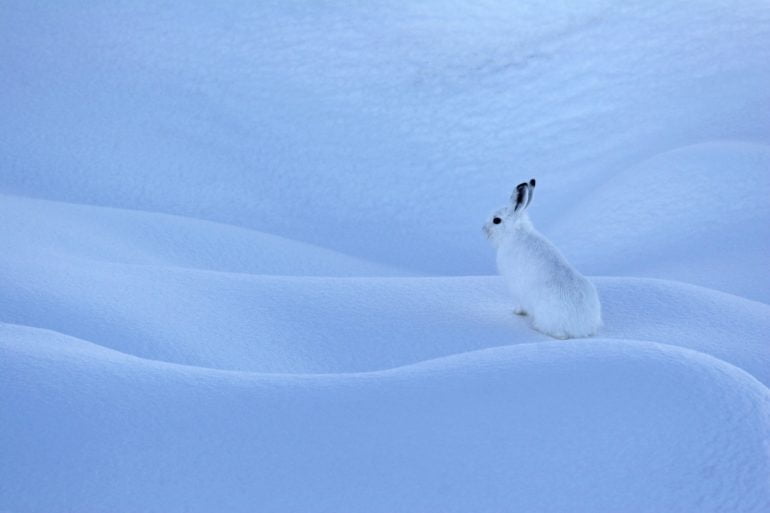 Notre invité sur Oxygène, Cédric Robion photographe animalier. Il nous dit tout sur sa passion.