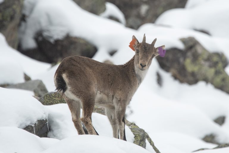 Bouquetin dans le Parc régional des Pyrénées ariégeoises