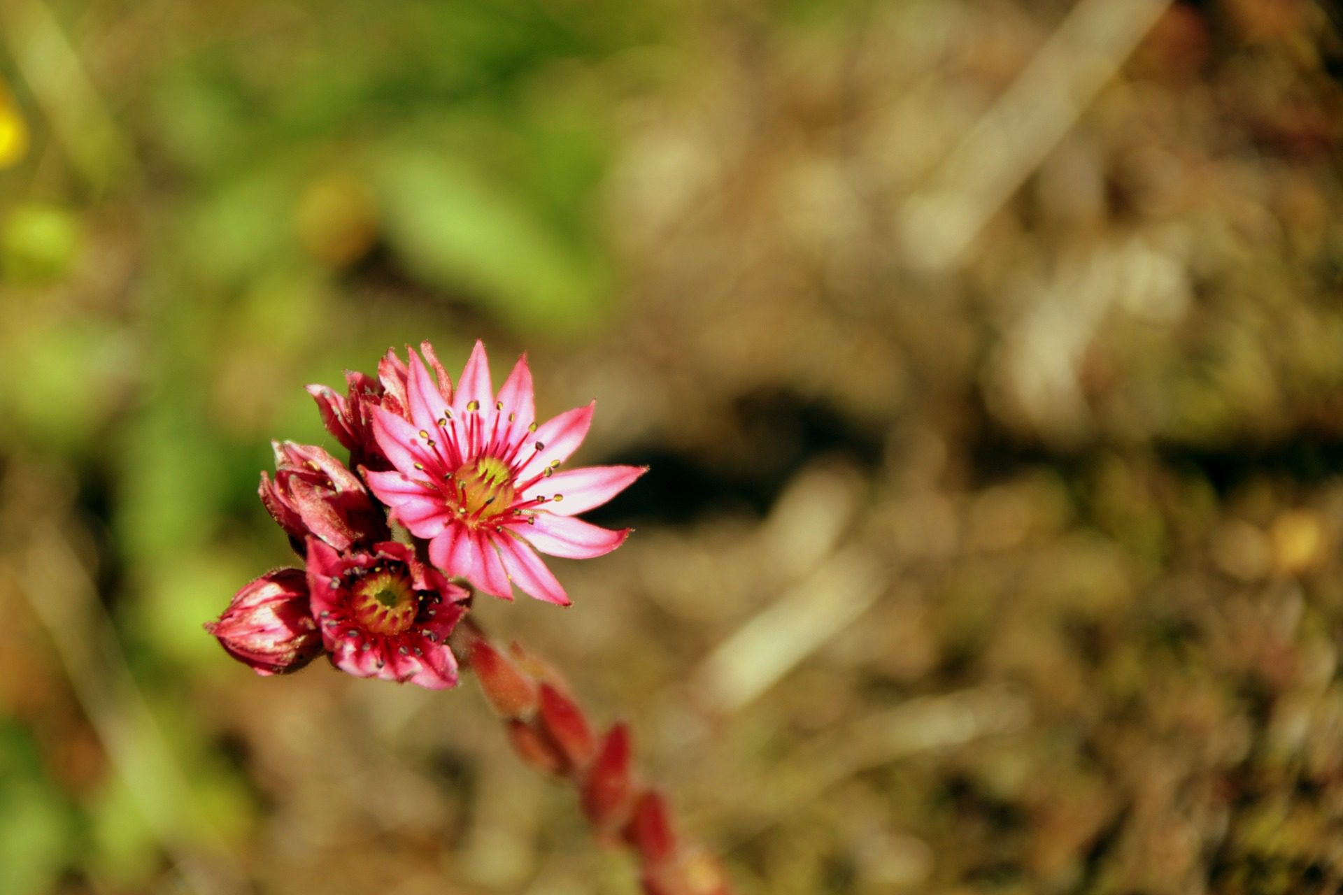 Joubarbe, une fleur propre au Parc national des écrins. Photographie de Florence D. de Pixabay
