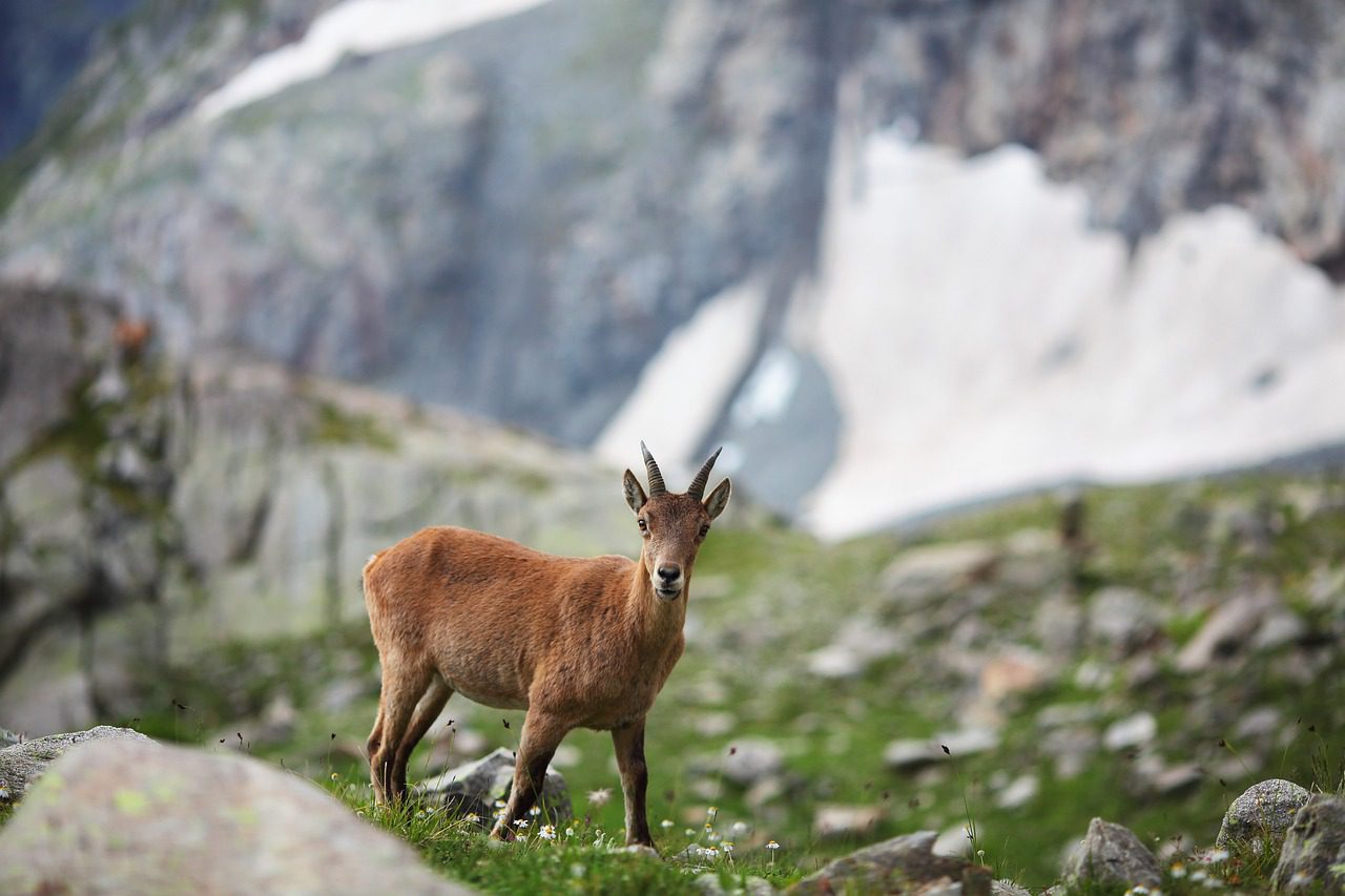 A la cime des montagnes, la faune sauvage. Photographie par Raindom de Pixabay
