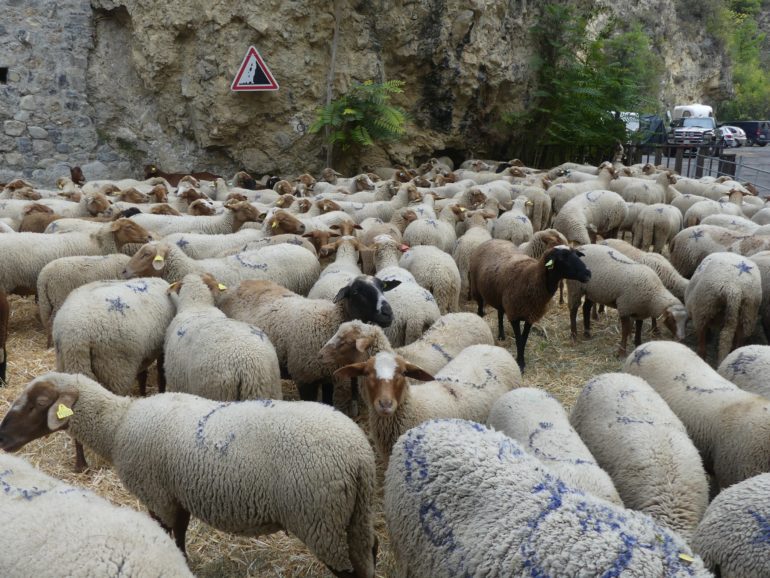 Début 2023, la commune de Guillaumes a obtenu le label "Ville amie des animaux" qui œuvre notamment en faveur de la protection des animaux de compagnie, contre la maltraitance et l’abandon. Pour nous en parler, nous recevons sur Oxygène, Cécilia Monge, conseillère municipale et exploitante agricole dans le village.