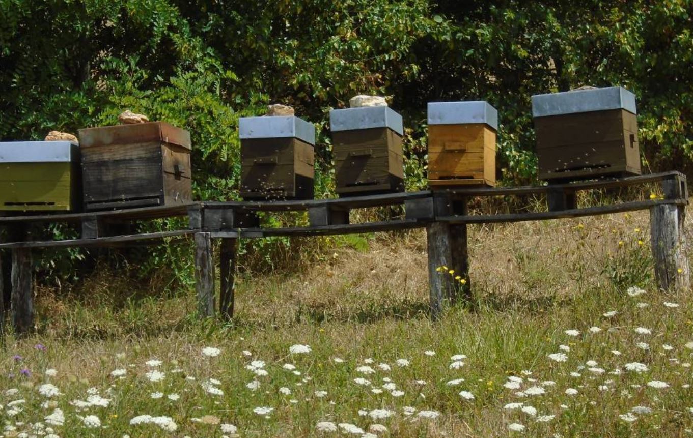 Le rucher des sources d'Aprey, dans le Parc national des Forêts, photographie de Cécile Raffier