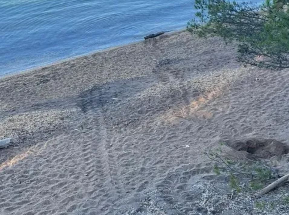 Les agents de nettoyage de la presqu'île de Giens ont identifié les traces de ponte de tortue, photographie de l'Association Marineland