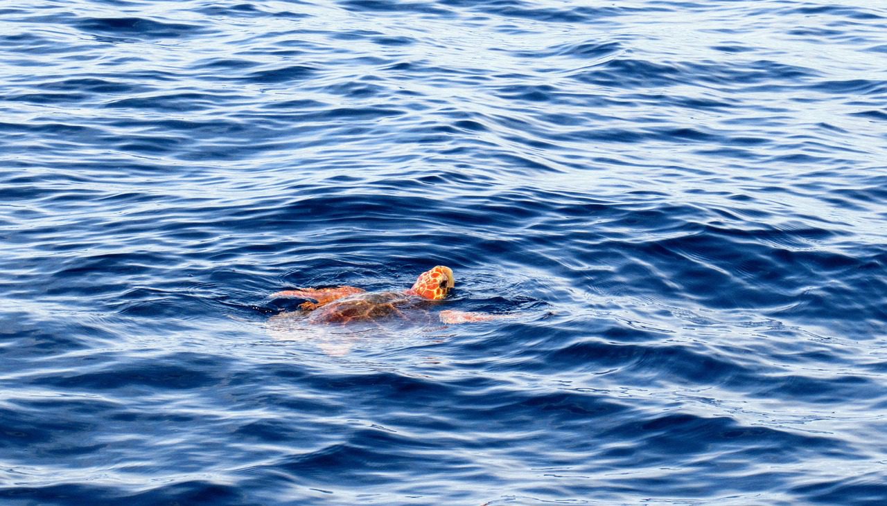 Tortue Caouanne identifiée au large de la Méditerranée, photographie de dkatana de Pixabay