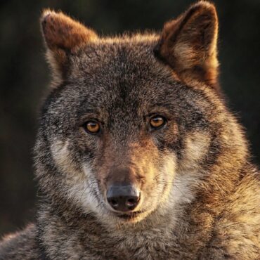 Le loup, photographie de Maminounou de Piaxabay