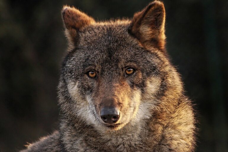 Le loup, photographie de Maminounou de Piaxabay