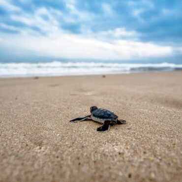 Les bébés tortues au large des plages varoises, photographie de Kanenori de Pixabay
