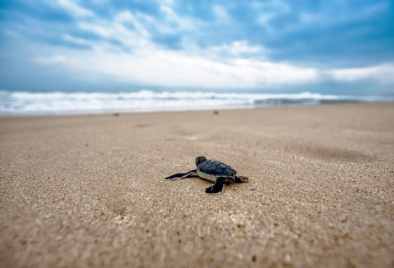 Les bébés tortues au large des plages varoises, photographie de Kanenori de Pixabay