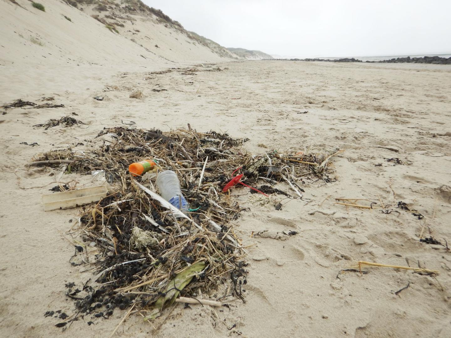 La laisse de mer envahit les plages. Photographie de Morgane Ricard de l'Office français de la biodiversité