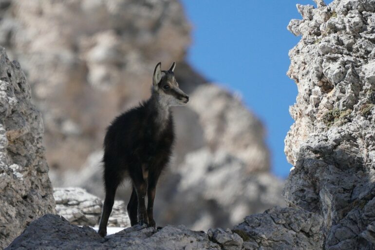 Les chamois du Parc national des écrins sont surveillés de près, photographie de rottonara de Pixabay